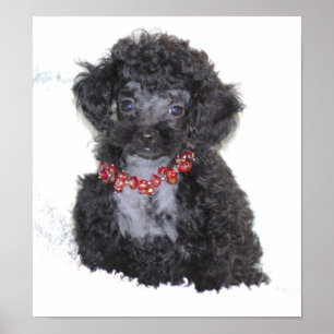 Affiche Chiot noir parfait de caniche de jouet