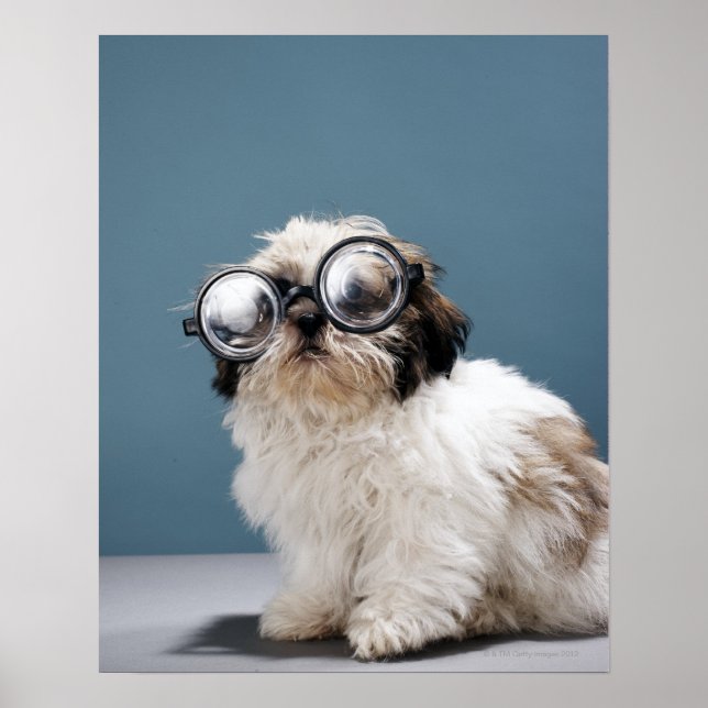 Affiche Chiot portant des lunettes épaisses (Devant)