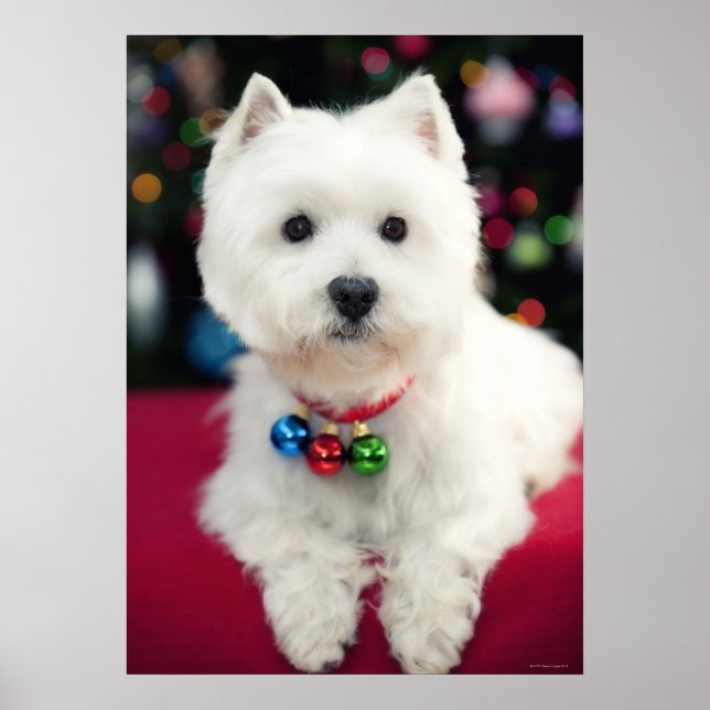 Affiche Chiot portant la cloche de Noël sur le cou (Devant)