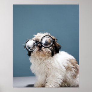 Affiche Chiot portant les lunettes épaisses