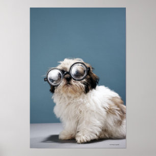 Affiche Chiot portant les lunettes épaisses