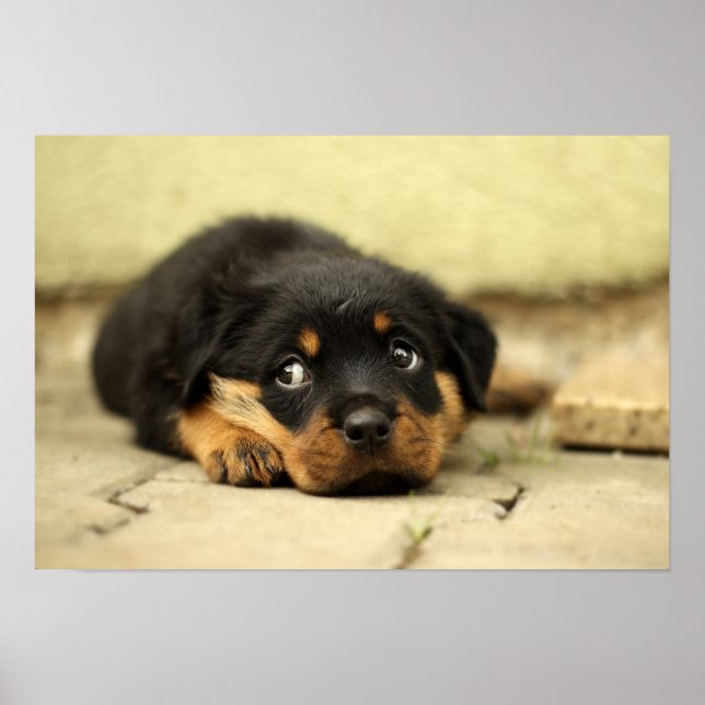 Affiche Chiot rottweiler (Devant)