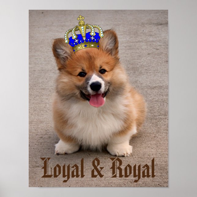 Affiche Chiot royal et loyal Corgi (Devant)