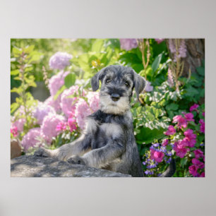 Affiche Chiot Schnauzer standard dans un jardin fleuri