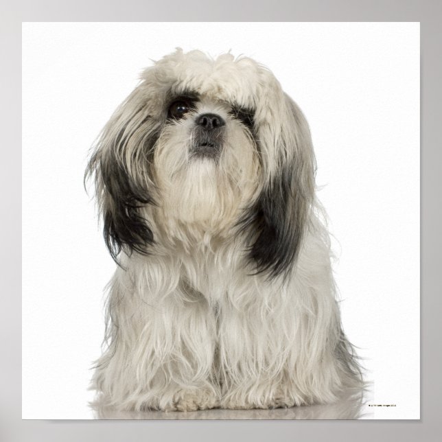 Affiche Chiot Tibétain Terrier (Devant)