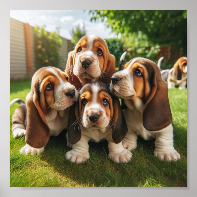 Affiche chiots Basset Hound mignons (Devant)