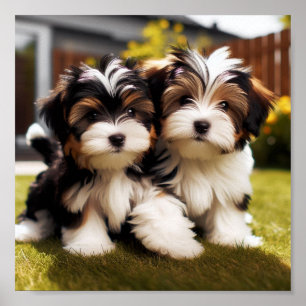 Affiche chiots Biewer Terrier mignons