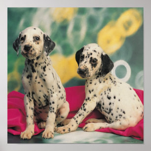 Affiche Chiots Dalmatiens