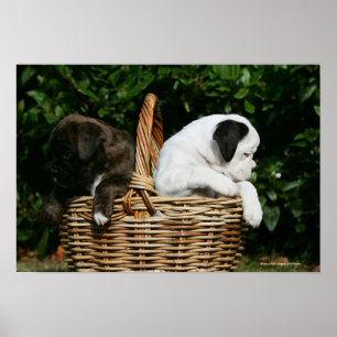 Affiche Chiots de boxeur dans le panier