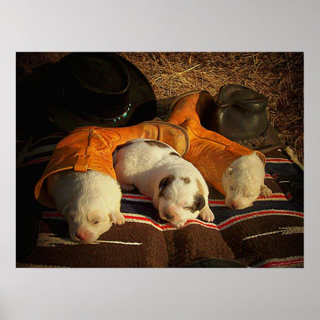 Affiche Chiots de cowboy fatigués (Devant)