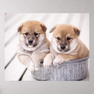 Affiche Chiots de Shiba Inu dans le baquet en aluminium