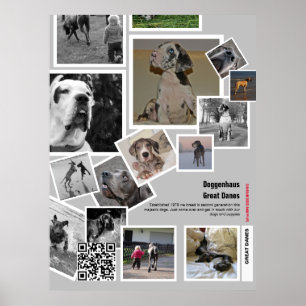 Affiche Chiots Dogue Allemand géants à vendre