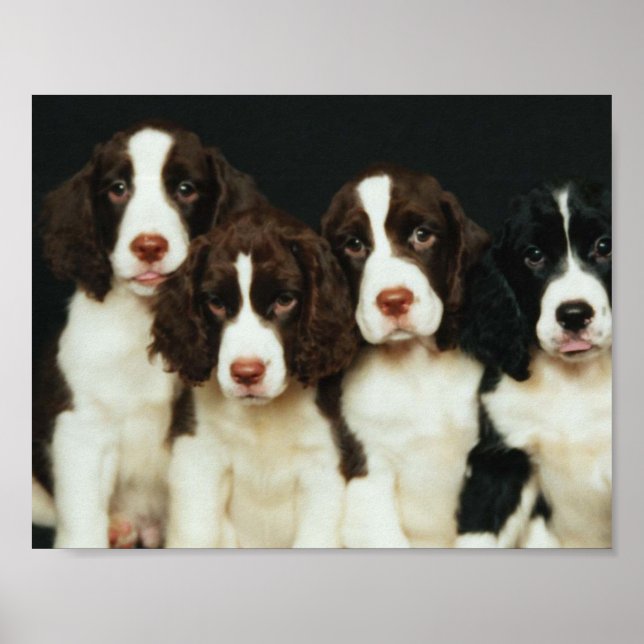 Affiche Chiots espagnols Springer anglais (2) (Devant)