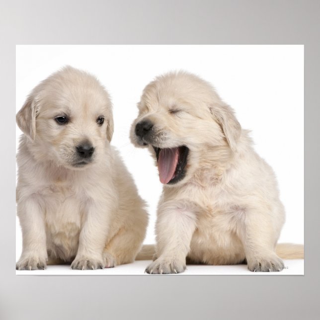 Affiche Chiots Golden Retriever (4 semaines) (Devant)