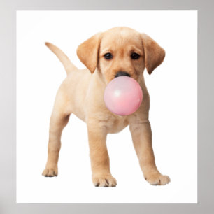 Affiche Chiots Labrador Retriever Bubble Gum Enfant De Nou