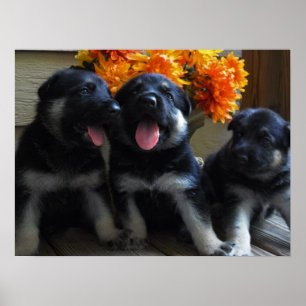 Affiche Chiots mignons de berger allemand