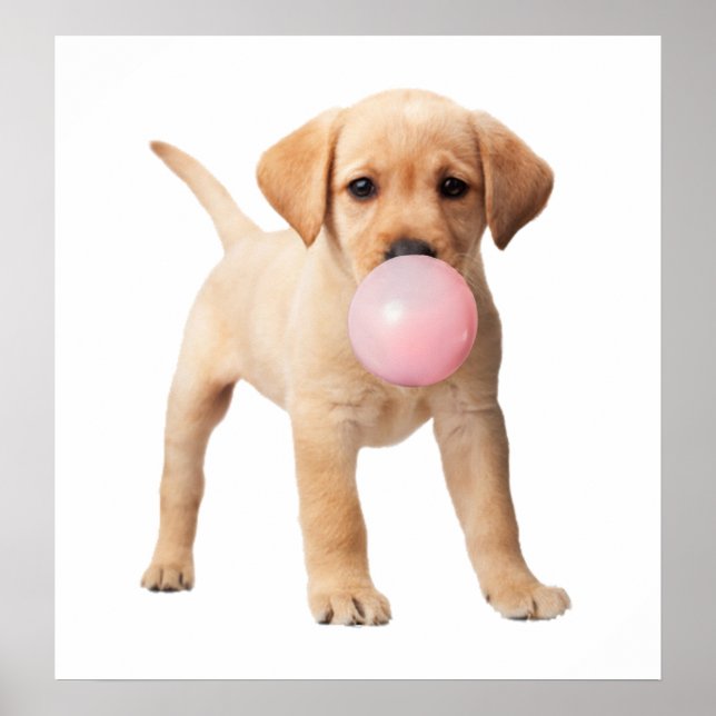 Affiche Chiots Retriever du Labrador Bubble Gum Crèche Enf (Devant)