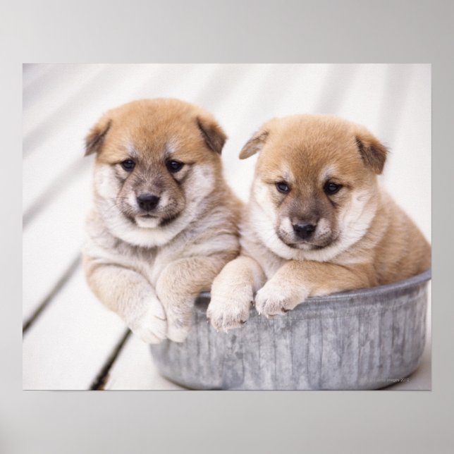 Affiche Chiots Shiba Inu dans une baignoire en aluminium (Devant)