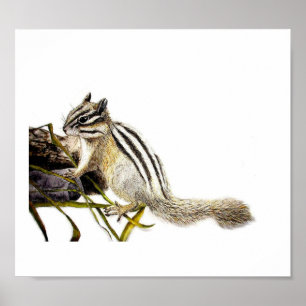 Affiche Chipmunk