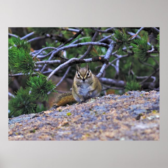 Affiche Chipmunk (Devant)