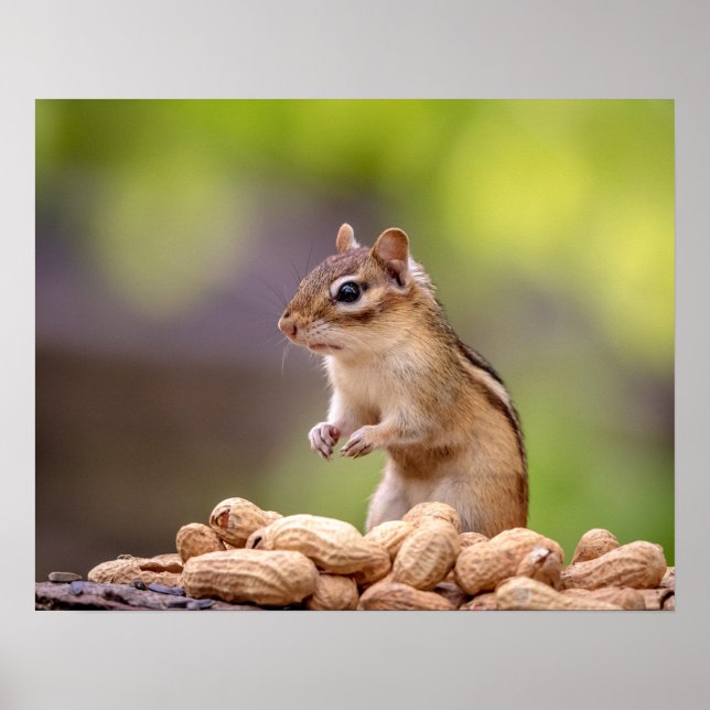 Affiche Chipmunk aux cacahuètes (Devant)