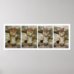 Affiche Chipmunk debout