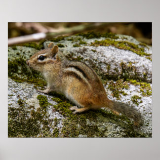 Affiche Chipmunk on Patrol