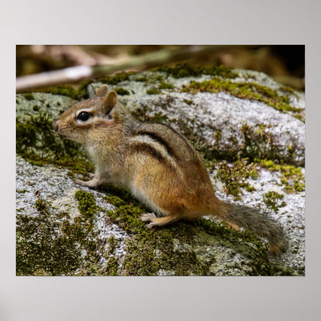 Affiche Chipmunk on Patrol (Devant)