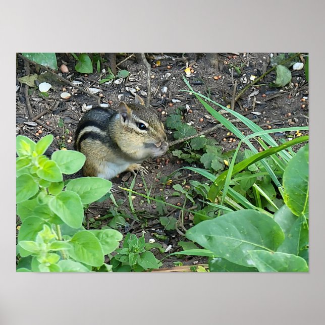 Affiche Chipmunk Photo In The Garden Eating Seeds  (Devant)