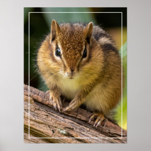 Affiche Chipmunk Stare