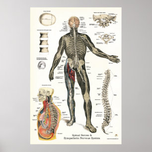 Affiche Chiropractie 24 x 36 de nerfs rachidiens de