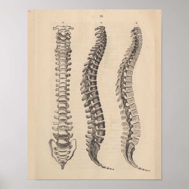 Affiche Chiropratique de l'anatomie de la colonne vertébra (Devant)