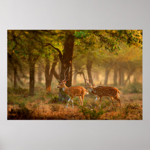 Affiche Chital or cheetal, Axis axis, spotted deers or axi
