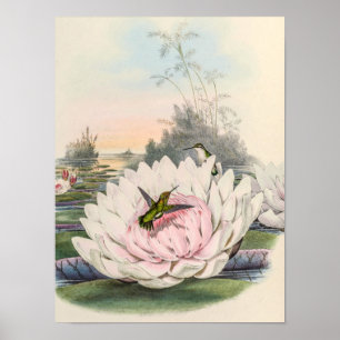Affiche Chlorostilbon Portmanni par John Gould