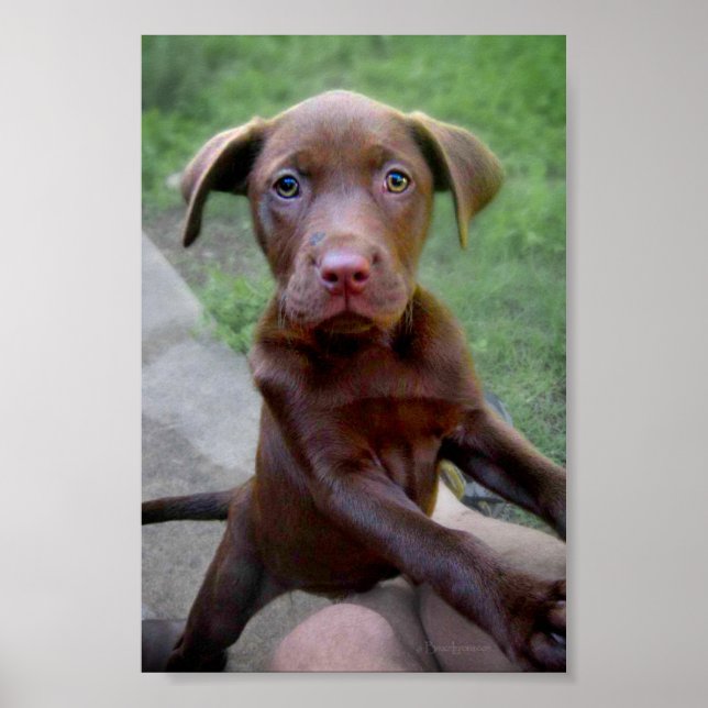 Affiche Chocalate Labrador Pittie Puppy Exploration (Devant)