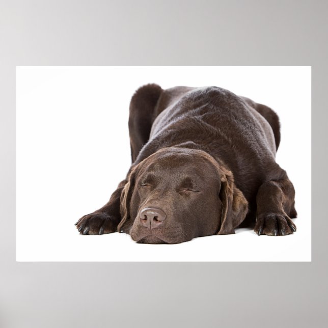 Affiche Chocolat dormant Labrador (Devant)