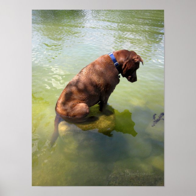 Affiche Chocolat Lab Pit Mix Chien Pêche 3 (Devant)