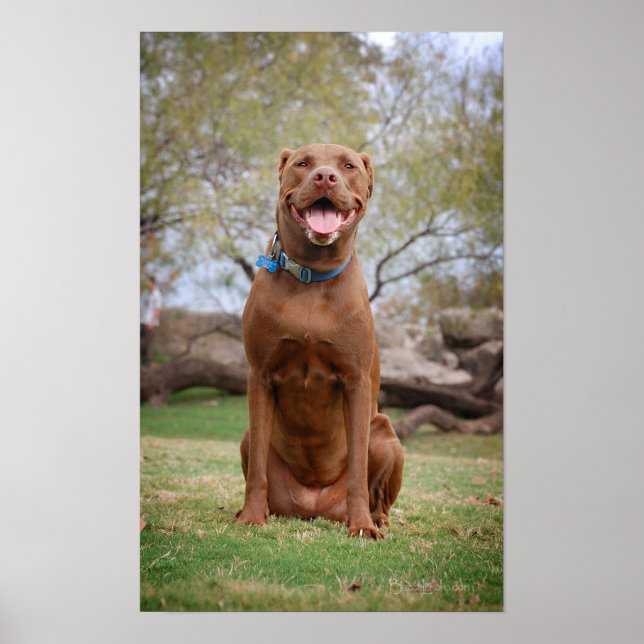 Affiche Chocolat Lab Pit Mix Chien Sourire 2 (Devant)
