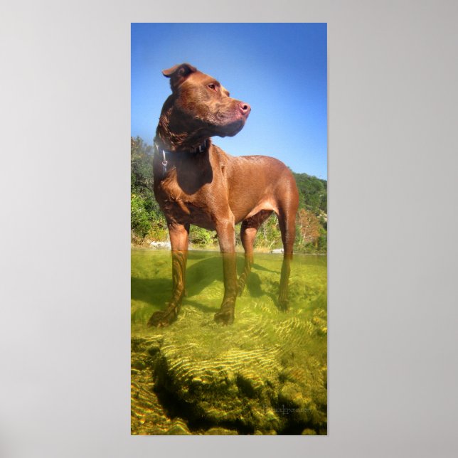 Affiche Chocolat Lab Pit Mix Dog Wading (Devant)