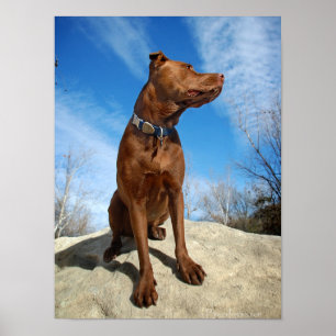 Affiche Chocolat Lab Pit Mix Portrait de chien 6