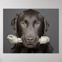 Chocolat Labrador