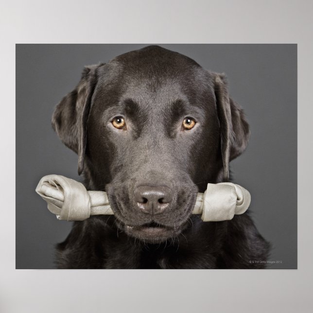 Affiche Chocolat Labrador (Devant)