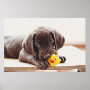 Affiche Chocolat Labrador Chiot Avec Canard De Jouet