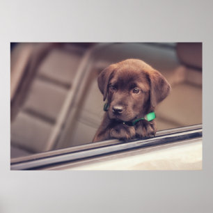 Affiche Chocolat Labrador Chiot En Voiture