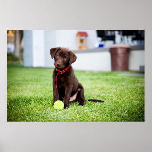 Affiche Chocolat Labrador Puppy Avec Tennis Ball