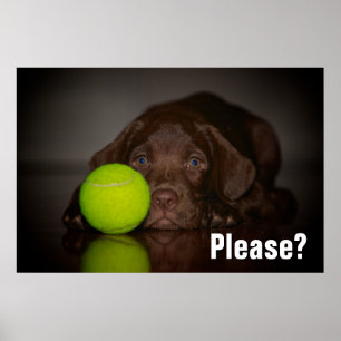Affiche Chocolat Labrador Puppy Avec Tennis Ball
