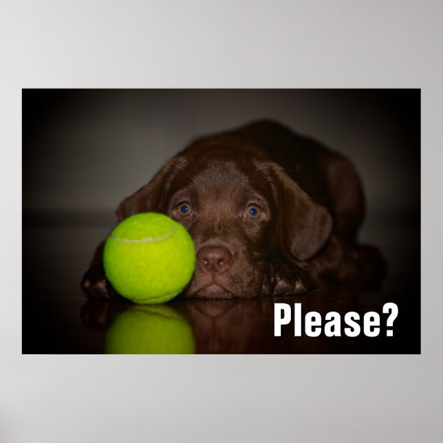 Affiche Chocolat Labrador Puppy Avec Tennis Ball (Devant)