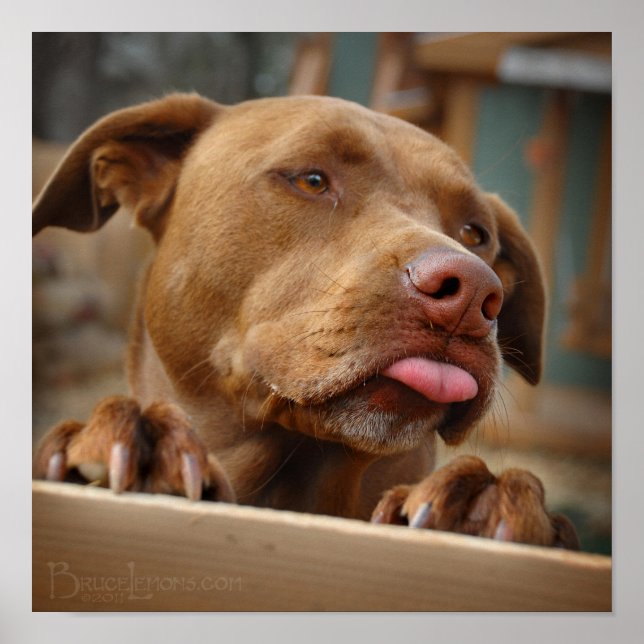 Affiche Chocolat mignon Lab Pit Mix Chien (Devant)