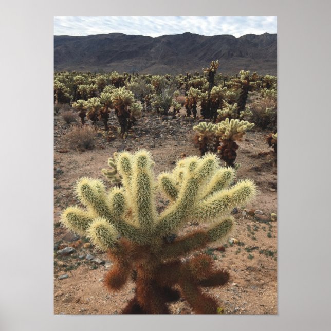 Affiche Cholla Cactus Joshua (Devant)