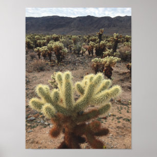 Affiche Cholla Cactus Joshua Tree Park Photo